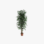 Ficus 150m