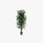 Ficus 175m