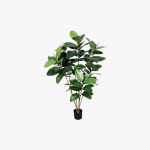 Ficus 120m