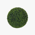 Boxwood