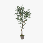 Semi-Natural Olive Tree